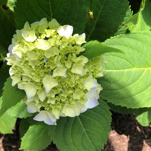 Meet your Posher, Kathleen - Picture 1 of 1